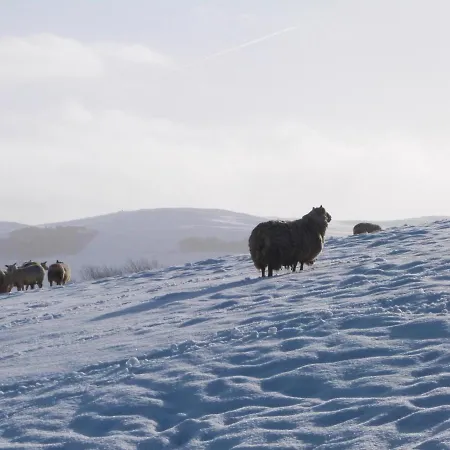 Crane Field Laithe *