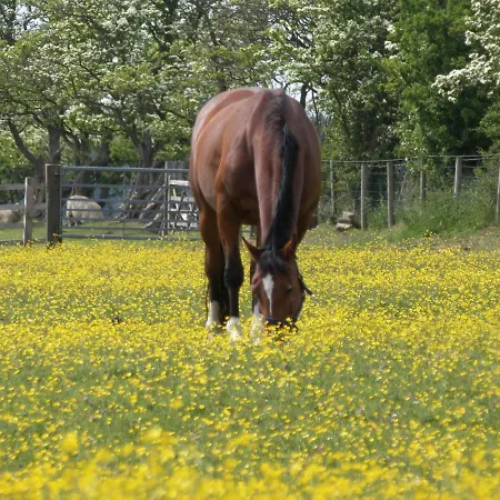 Dom wakacyjny Crane Field Laithe *